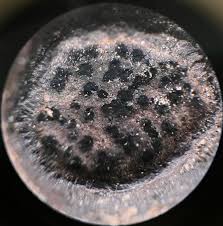 Attēlu rezultāti vaicājumam “Biscogniauxia marginata”