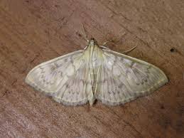 Attēlu rezultāti vaicājumam “Pleuroptya ruralis”