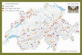 Attēlu rezultāti vaicājumam “Perizoma affinitata”
