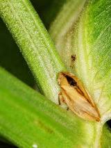 Attēlu rezultāti vaicājumam “Neophilaenus lineatus”