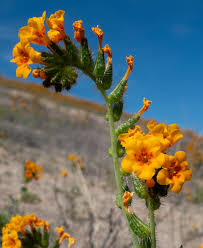Attēlu rezultāti vaicājumam “Arcyria helvetica stalked”
