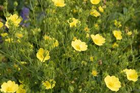 Image result for Potentilla recta