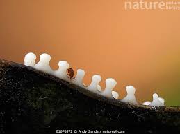 Attēlu rezultāti vaicājumam “Didymium squamulosum”