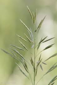 Attēlu rezultāti vaicājumam “Bromopsis inermis”