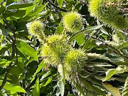 Attēlu rezultāti vaicājumam “Castanea sativa”