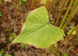 Attēlu rezultāti vaicājumam “Fagopyrum esculentum leaf”