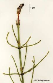 Attēlu rezultāti vaicājumam “Equisetum palustre”