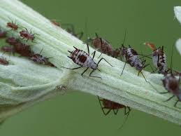 Attēlu rezultāti vaicājumam “Macrosiphoniella absinthii”