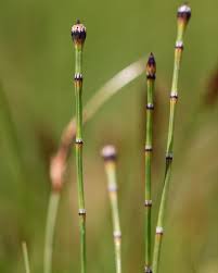 Attēlu rezultāti vaicājumam “Equisetum variegatum”