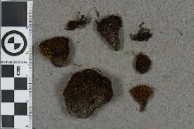 Attēlu rezultāti vaicājumam “Schistidium robustum”