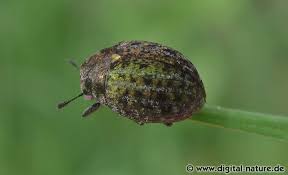 Attēlu rezultāti vaicājumam “Cytilus sericeus”