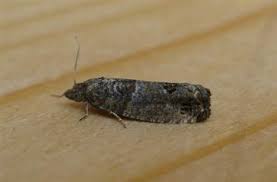 Attēlu rezultāti vaicājumam “Spilonota ocellana”