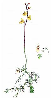 Attēlu rezultāti vaicājumam “Utricularia minor”