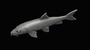 Image result for Barbus barbus