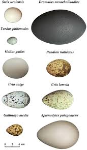 Attēlu rezultāti vaicājumam “Gallinago gallinago eggs”