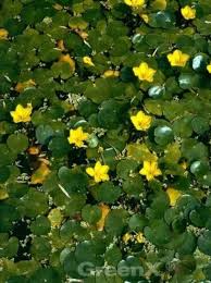 Image result for Seekanne