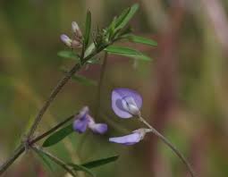 Attēlu rezultāti vaicājumam “Vicia lathyroides leaf”