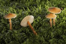 Attēlu rezultāti vaicājumam “Cystoderma amianthinum”