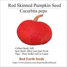 Attēlu rezultāti vaicājumam “Cucurbita pepo fruit”