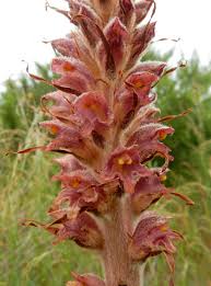 Attēlu rezultāti vaicājumam “Orobanche reticulata”