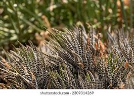 Attēlu rezultāti vaicājumam “Xanthorrhoeaceae”