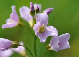 Attēlu rezultāti vaicājumam “Cardamine pratensis flower”