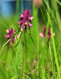 Attēlu rezultāti vaicājumam “Melampyrum cristatum”