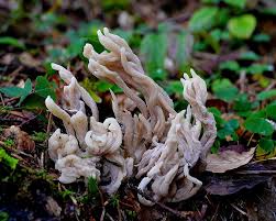 Attēlu rezultāti vaicājumam “Clavulina rugosa”