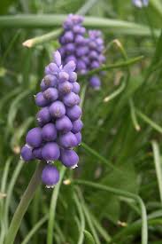 Attēlu rezultāti vaicājumam “Muscari neglectum”