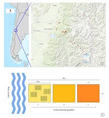 Attēlu rezultāti vaicājumam “Rhabdoweisia fugax sporophyte”