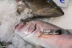 Image result for Pagrus pagrus