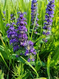 Attēlu rezultāti vaicājumam “Ajuga genevensis”
