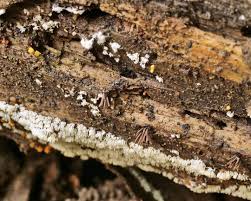 Attēlu rezultāti vaicājumam “Symphytocarpus flaccidus sessile”