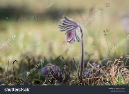 Attēlu rezultāti vaicājumam “Pulsatilla pratensis fruit”