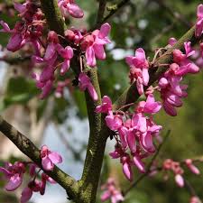 Attēlu rezultāti vaicājumam “Cercis siliquastrum”