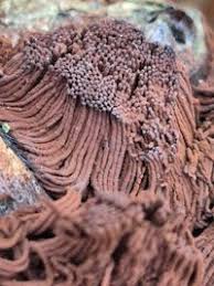 Attēlu rezultāti vaicājumam “Symphytocarpus flaccidus”