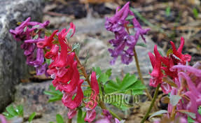 Attēlu rezultāti vaicājumam “Corydalis intermedia fruit”