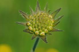 Attēlu rezultāti vaicājumam “Knautia arvensis bud”