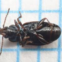 Attēlu rezultāti vaicājumam “Tachyta nana”