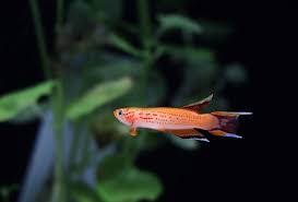 Image result for Aphyosemion