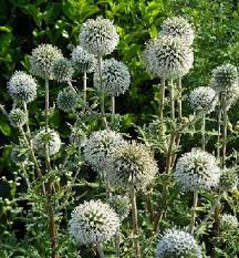 Image result for Echinops spaerocephalus