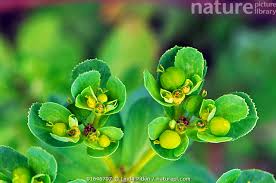 Attēlu rezultāti vaicājumam “Euphorbia helioscopia”