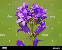 Attēlu rezultāti vaicājumam “Campanula glomerata flower”