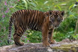 Attēlu rezultāti vaicājumam “Diderma tigrinum young”