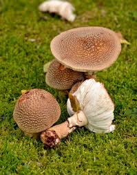 Attēlu rezultāti vaicājumam “Amanita rubescens”