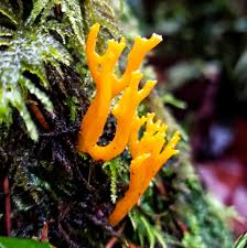 Attēlu rezultāti vaicājumam “Calocera pallidospathulata”