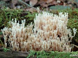 Attēlu rezultāti vaicājumam “Clavicorona pyxidata”