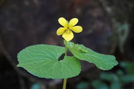 Attēlu rezultāti vaicājumam “Viola uliginosa leaf”