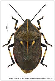 Attēlu rezultāti vaicājumam “Jalla dumosa”