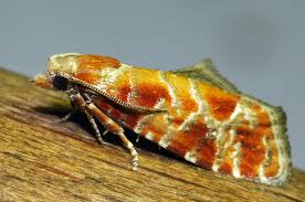 Attēlu rezultāti vaicājumam “Rhyacionia pinicolana”